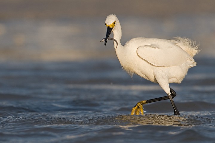 Schmuckreiher Egretta thula Snowy Egret